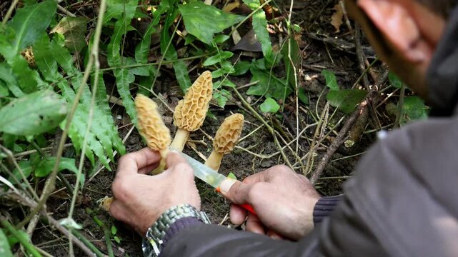 Ethical harvesting of wild yellow morel mushroom in forest. Mushroom is carefully cut at the stem using a clean knife, a sustainable technique that helps protect the underground mycelium.