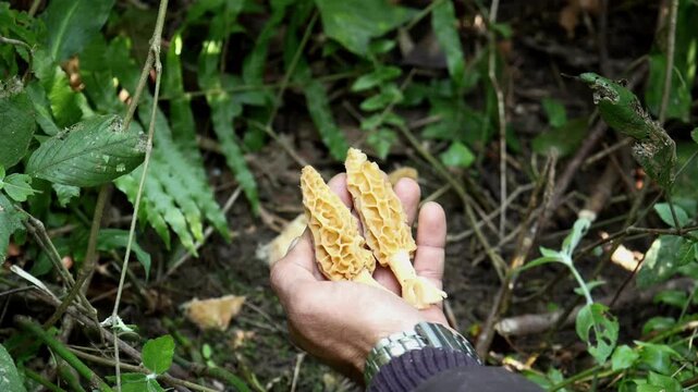 Closeup educational footage shows a wild yellow morel mushroom being carefully harvested from the forest floor by cutting the stem and gently placing it into a clean steel box.