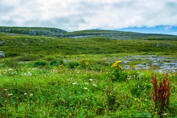 Wildflowers in The Burren County Clare West of Ireland. Part of this unique rock structure forms the Burren National Park Land