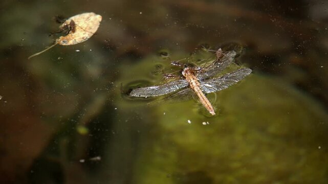 Water striders scavenging on dead dragonfly on freshwater surface. A close-up wildlife video showing water striders feeding on a dead dragonfly floating on the surface of a freshwater body.