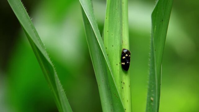 Close-up macro footage of a froghopper insect perched on a fresh green plant during the monsoon season in Himachal Pradesh, India.