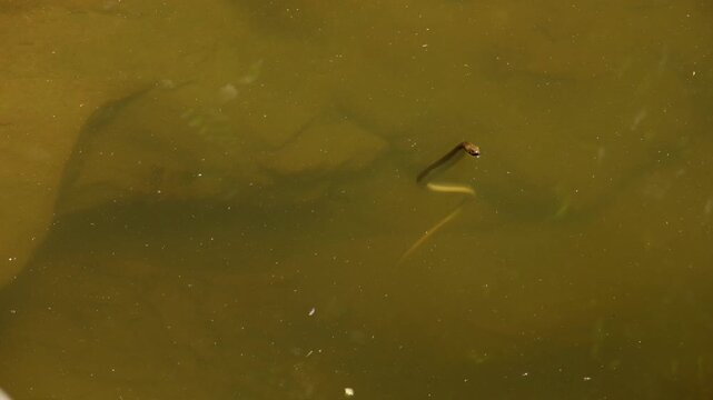 A checkered keelback snake surfaces in a calm freshwater pond, displaying an alert defensive S-shaped posture while assessing a perceived threat in its natural habitat, Himachal pradesh, India.