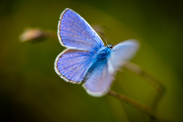 Blue butterfly macro with soft green bokeh background, shallow depth of field