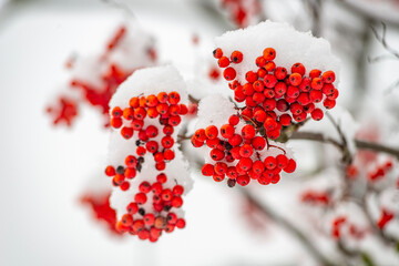 Bright red rowan (mountain ash) berry clusters covered with fresh snow on bare branches against a clean white winter background. Minimal seasonal nature scene with lots of copy space, no people.
