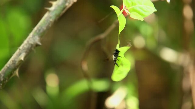 A sharp real time closeup wildlife video featuring a leaf cutter bee actively cutting leaf sections from healthy garden plants in natural daylight.