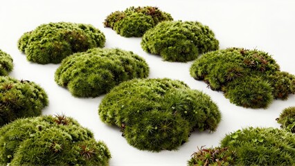 Green spiky moss clusters on white background