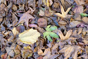 Dead Fall season leaves scattered on ground Mulberry Maple tree foliage.	