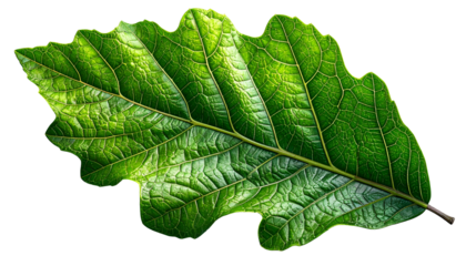 Close-up of a vibrant, textured green oak leaf with intricate veining against black