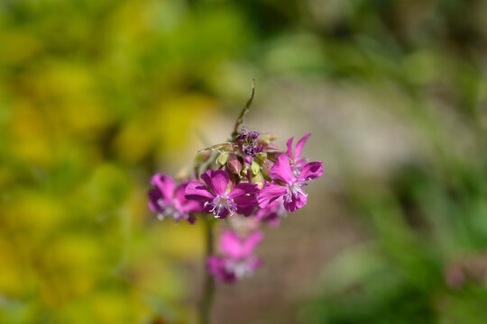 Sticky catchfly pink flower - Latin name - Viscaria vulgaris