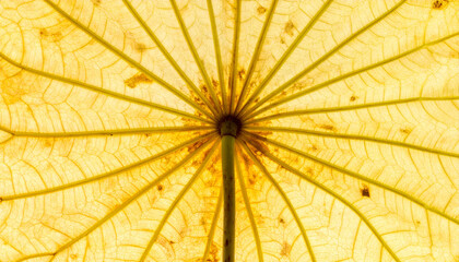 Underside view of a large, yellow leaf with prominent radiating veins