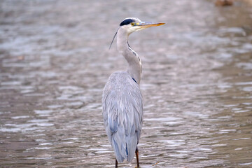 Grey Heron Standing in Shallow Water