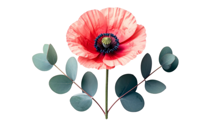 Vibrant coral poppy with eucalyptus, centered against black background