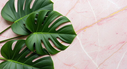 Tropical monstera leaves arranged on soft pink marble background creating modern natural botanical decorative flat lay composition