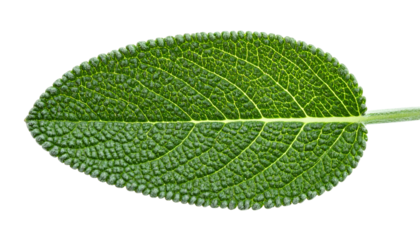 Close-up of a vibrant, textured sage leaf against a black background