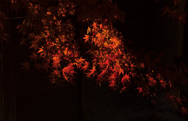 Light on the Close-up view of colorful autumn leaves, ideal for themes related to autumn, nature, backgrounds, and seasonal design.