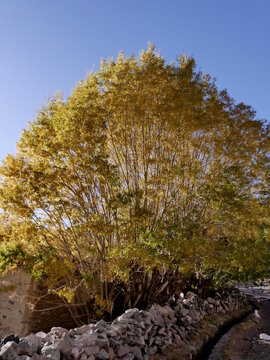 one willow tree with golden autumn leaf colors in sunlight by an irragation canal and stone wall in Ladakh.