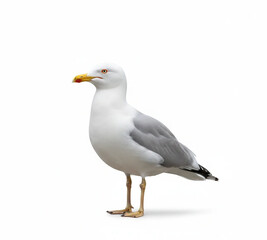 Adult European Herring Gull Standing Profile Isolated on White