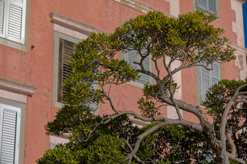 Mediterranean Pruned Tree