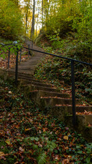 path in an autumn forest
