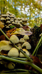 a mushrooms in autumn forest