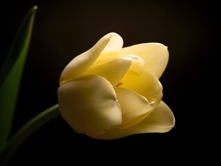 Moody Close Up of a Soft Yellow Tulip Flower Against Dark Shadows