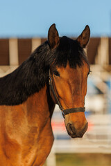 Beautiful brown horse close-up portrait