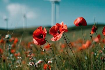 Vibrant red poppies bloom in a sun-drenched field near distant windmills