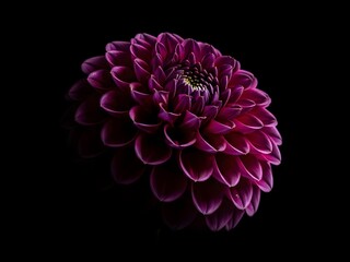 Geometric Deep Purple Dahlia Flower Blooming Against Dark Background