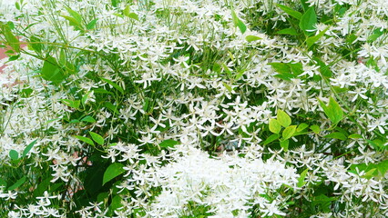 Flowers Delicate Closeup View White. Garden Nature Background Green Summer