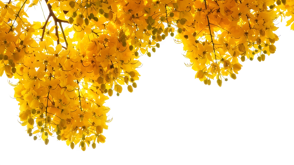 Vibrant yellow foliage isolated on transparent background