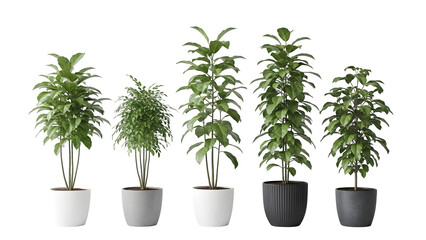 Obraz premium Five cannabis plants isolated on transparent background
