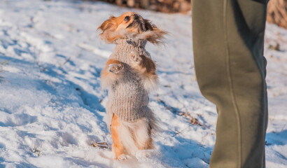 Pekingese Dog Playing in Snow on a Sunny Winter Day