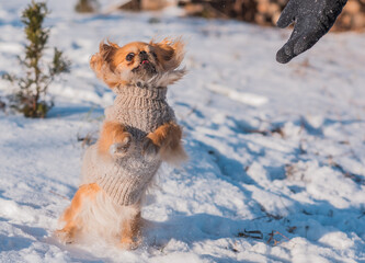 Pekingese Dog Playing in Snow on a Sunny Winter Day