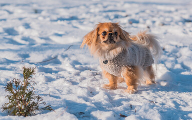 Pekingese Dog Playing in Snow on a Sunny Winter Day