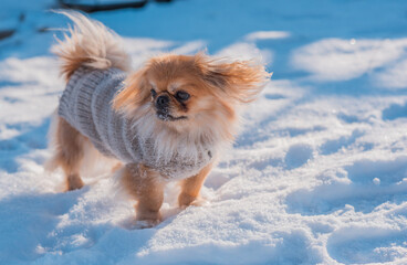 Pekingese Dog Playing in Snow on a Sunny Winter Day