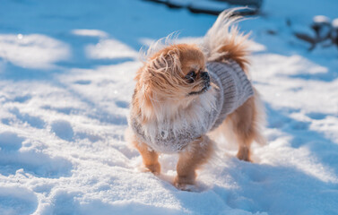 Pekingese Dog Playing in Snow on a Sunny Winter Day