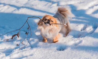 Pekingese Dog Playing in Snow on a Sunny Winter Day