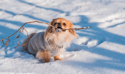 Pekingese Dog Playing in Snow on a Sunny Winter Day