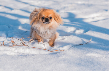 Pekingese Dog Playing in Snow on a Sunny Winter Day