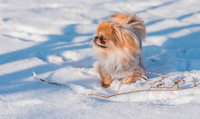 Pekingese Dog Playing in Snow on a Sunny Winter Day