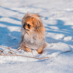 Pekingese Dog Playing in Snow on a Sunny Winter Day