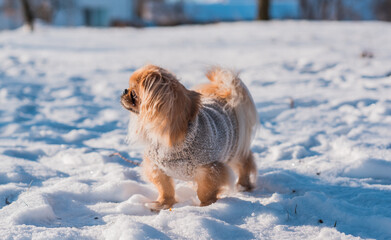Pekingese Dog Playing in Snow on a Sunny Winter Day