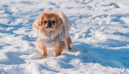 Pekingese Dog Playing in Snow on a Sunny Winter Day