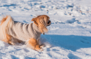 Pekingese Dog Playing in Snow on a Sunny Winter Day