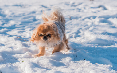 Pekingese Dog Playing in Snow on a Sunny Winter Day