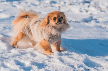 Pekingese Dog Playing in Snow on a Sunny Winter Day