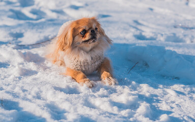 Pekingese Dog Playing in Snow on a Sunny Winter Day