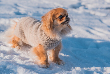 Pekingese Dog Playing in Snow on a Sunny Winter Day