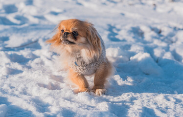 Pekingese Dog Playing in Snow on a Sunny Winter Day