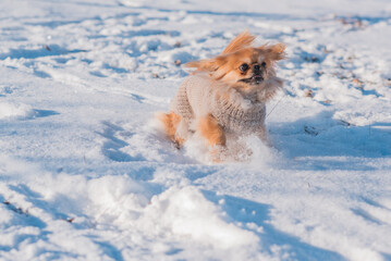Pekingese Dog Playing in Snow on a Sunny Winter Day